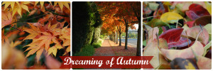 Dreaming of Autumn