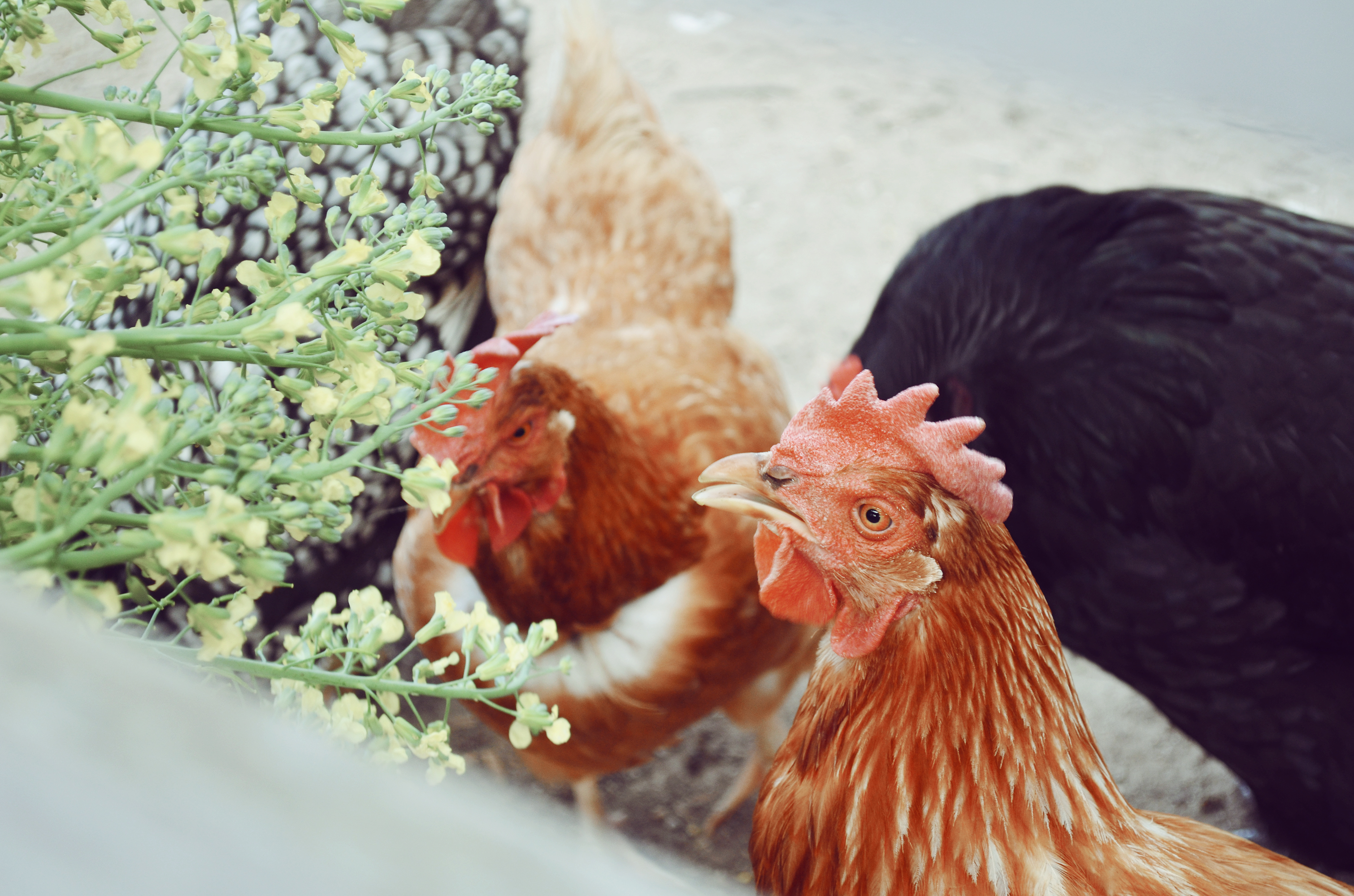 Close up of our chickens