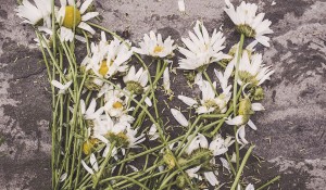 Crushed daisies