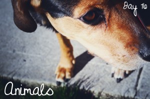 Day 16: Animals