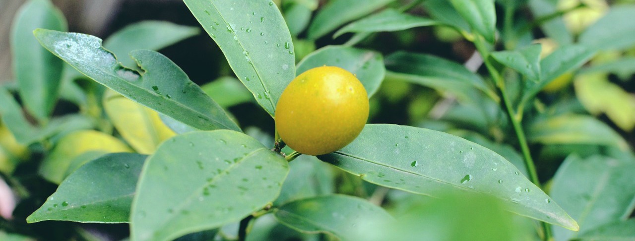 kumquat